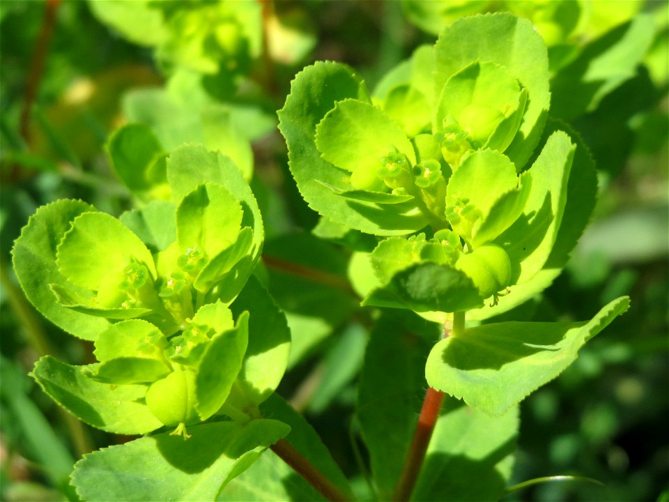 Sonnwend-Wolfsmilch (Euphorbia helioscopia) in der Kurfürstenalage in Heidelberg