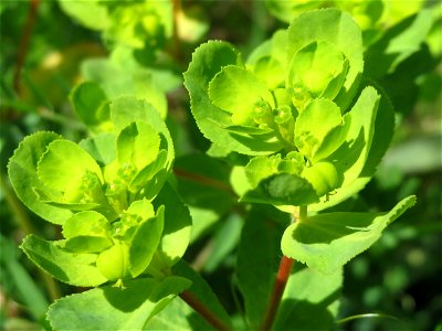 Sonnwend-Wolfsmilch (Euphorbia helioscopia) in der Kurfürstenalage in Heidelberg