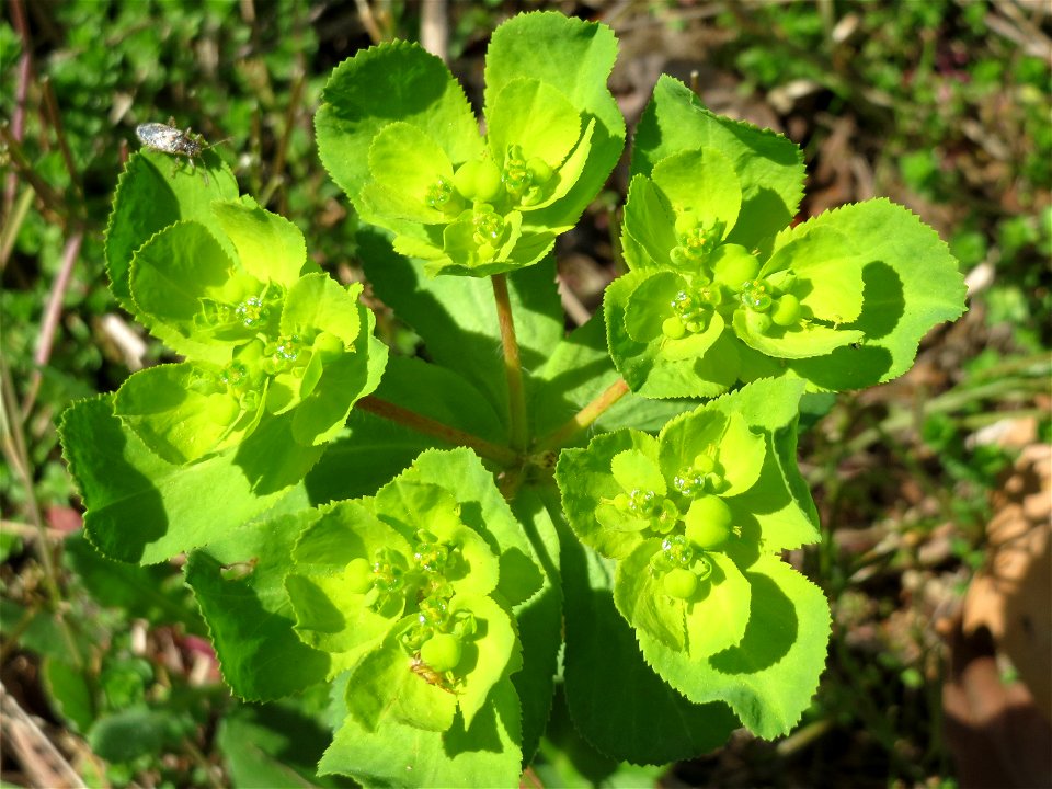 Sonnwend-Wolfsmilch (Euphorbia helioscopia) in der Kurfürstenalage in Heidelberg