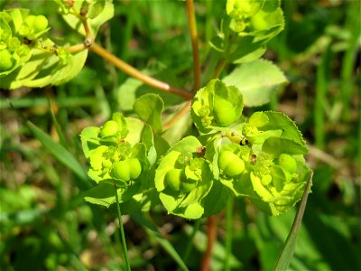 Sonnwend-Wolfsmilch (Euphorbia helioscopia) im Neuenheimer Feld in Heidelberg
