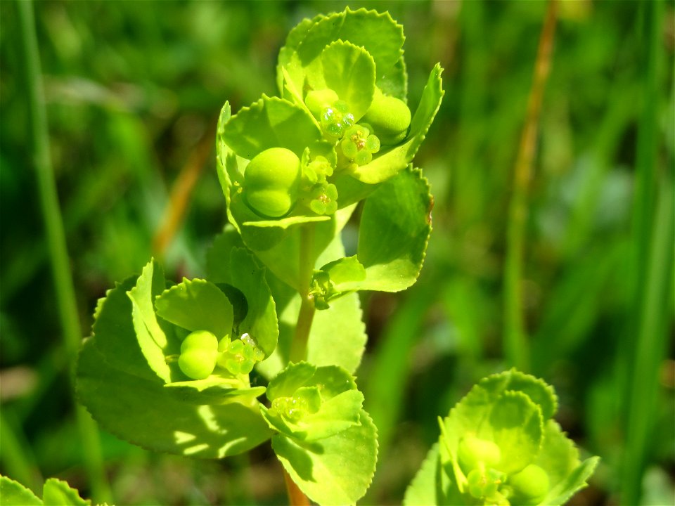 Sonnwend-Wolfsmilch (Euphorbia helioscopia) im Neuenheimer Feld in Heidelberg