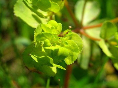 Sonnwend-Wolfsmilch (Euphorbia helioscopia) im Neuenheimer Feld in Heidelberg