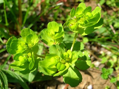 Sonnwend-Wolfsmilch (Euphorbia helioscopia) im Neuenheimer Feld in Heidelberg