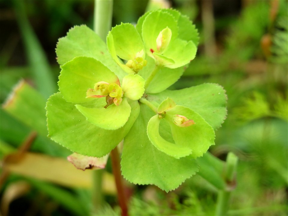 Sonnwend-Wolfsmilch (Euphorbia helioscopia) im Landschaftsschutzgebiet „Rheinhessisches Rheingebiet“ an der Grenze zum Naturschutzgebiet Der „Spieß – An der Spießbrücke“ bei Worms