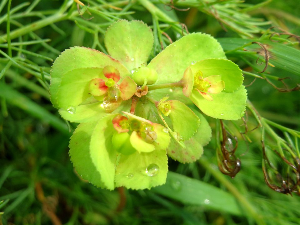 Sonnwend-Wolfsmilch (Euphorbia helioscopia) im Landschaftsschutzgebiet „Rheinhessisches Rheingebiet“ an der Grenze zum Naturschutzgebiet Der „Spieß – An der Spießbrücke“ bei Worms