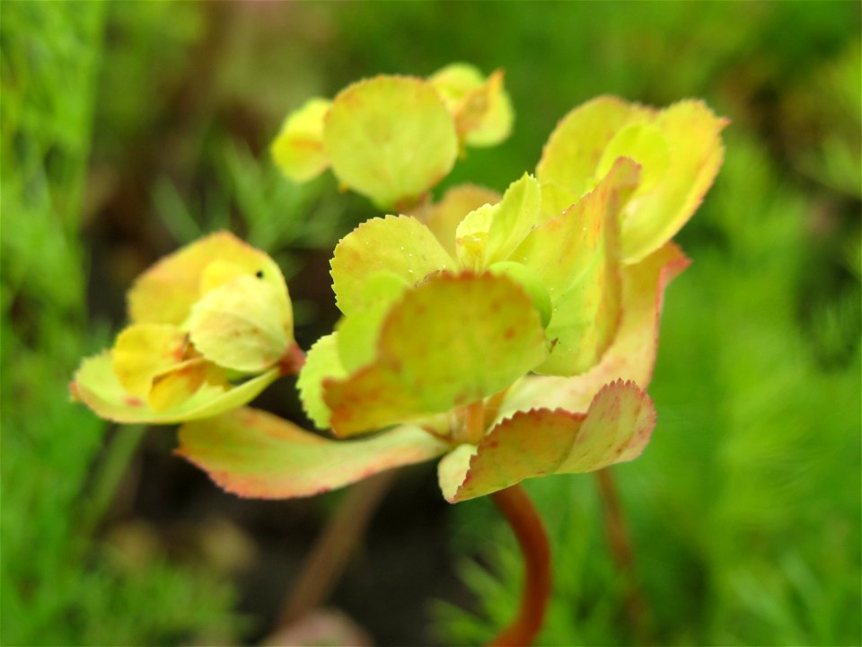 Sonnwend-Wolfsmilch (Euphorbia helioscopia) im Landschaftsschutzgebiet „Rheinhessisches Rheingebiet“ an der Grenze zum Naturschutzgebiet Der „Spieß – An der Spießbrücke“ bei Worms