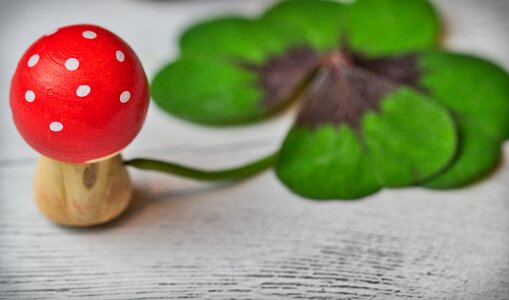 Four leaf clover luck new year's day photo