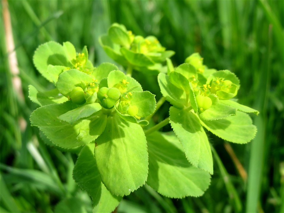 Sonnwend-Wolfsmilch (Euphorbia helioscopia) im Landschaftsschutzgebiet „Rheinhessisches Rheingebiet“ an der Grenze zum Naturschutzgebiet Der „Spieß – An der Spießbrücke“ bei Worms