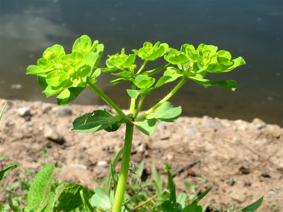 Sonnwend-Wolfsmilch (Euphorbia helioscopia) in der Saaraue Güdingen