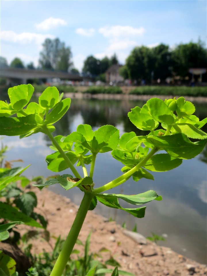 Sonnwend-Wolfsmilch (Euphorbia helioscopia) in der Saaraue Güdingen