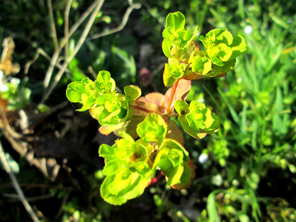 Sonnwend-Wolfsmilch (Euphorbia helioscopia) am Straßenrand in Hockenheim