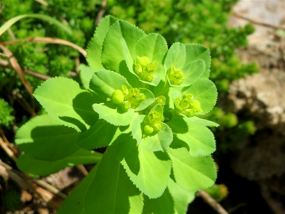 Sonnwend-Wolfsmilch (Euphorbia helioscopia) an der Saar am Bürgerpark Saarbrücken