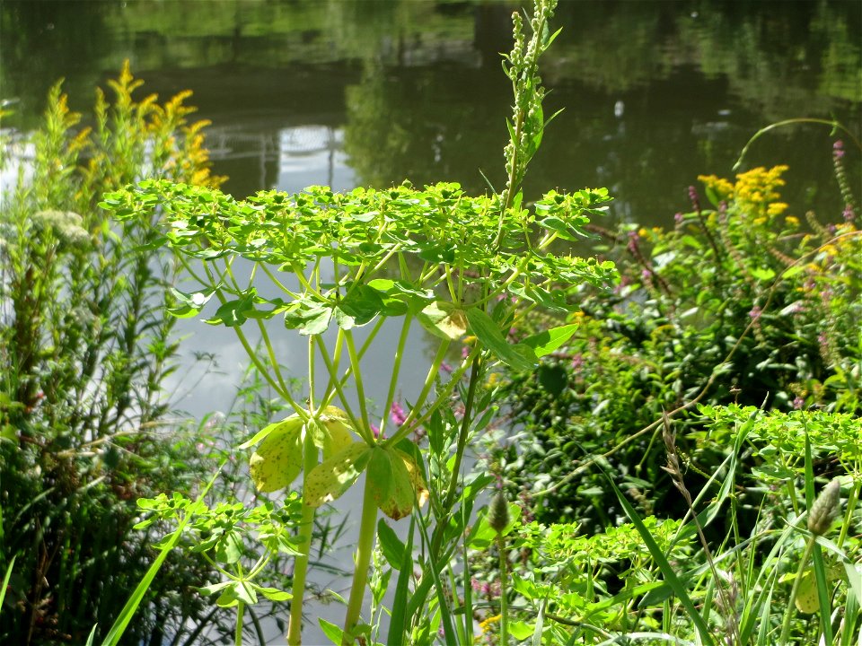 Sonnwend-Wolfsmilch (Euphorbia helioscopia) an der Saar am Bürgerpark Saarbrücken