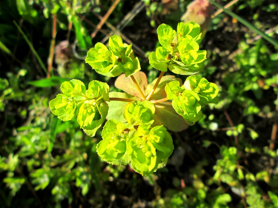 Sonnwend-Wolfsmilch (Euphorbia helioscopia) am Straßenrand in Hockenheim
