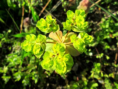 Sonnwend-Wolfsmilch (Euphorbia helioscopia) am Straßenrand in Hockenheim