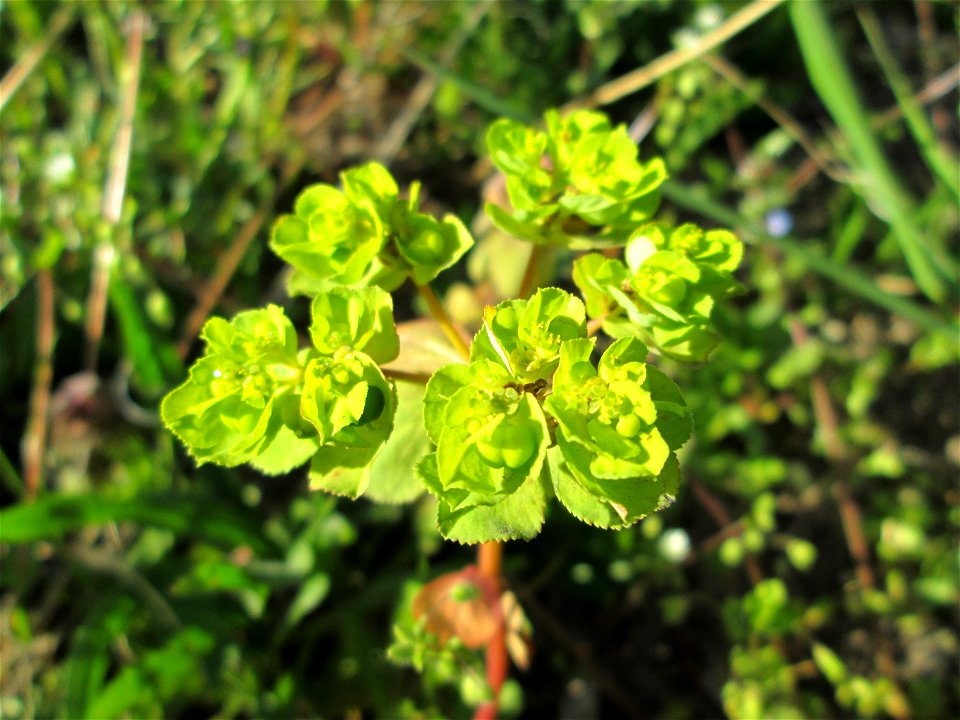 Sonnwend-Wolfsmilch (Euphorbia helioscopia) am Straßenrand in Hockenheim