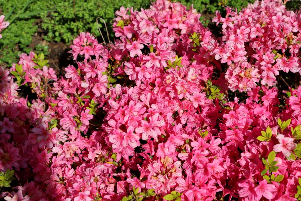 Garden flowering leaf