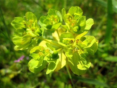 Sonnwend-Wolfsmilch (Euphorbia helioscopia) am Kraichbachdamm im Landschaftsschutzgebiet „Hockenheimer Rheinbogen“
