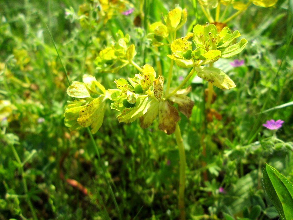 Sonnwend-Wolfsmilch (Euphorbia helioscopia) am Kraichbachdamm im Landschaftsschutzgebiet „Hockenheimer Rheinbogen“