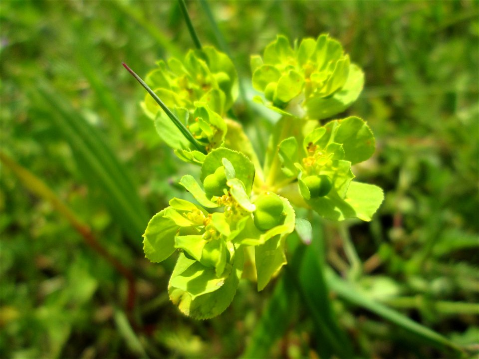 Sonnwend-Wolfsmilch (Euphorbia helioscopia) am Kraichbachdamm im Landschaftsschutzgebiet „Hockenheimer Rheinbogen“