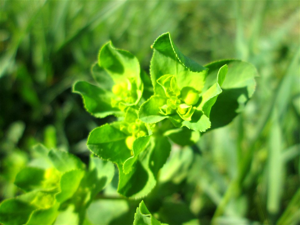 Sonnwend-Wolfsmilch (Euphorbia helioscopia) in den Horststückern im Landschaftsschutzgebiet „Hockenheimer Rheinbogen“