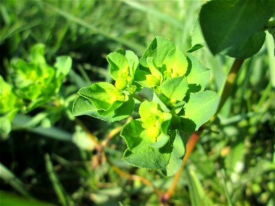 Sonnwend-Wolfsmilch (Euphorbia helioscopia) in den Horststückern im Landschaftsschutzgebiet „Hockenheimer Rheinbogen“
