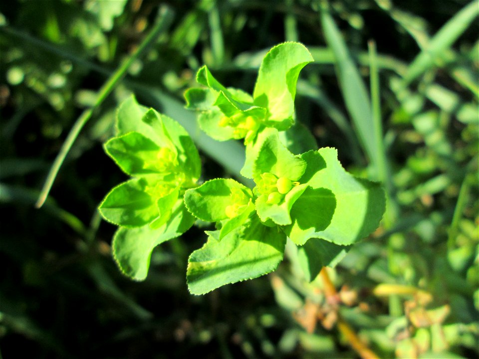 Sonnwend-Wolfsmilch (Euphorbia helioscopia) in den Horststückern im Landschaftsschutzgebiet „Hockenheimer Rheinbogen“