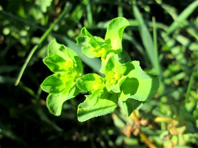 Sonnwend-Wolfsmilch (Euphorbia helioscopia) in den Horststückern im Landschaftsschutzgebiet „Hockenheimer Rheinbogen“