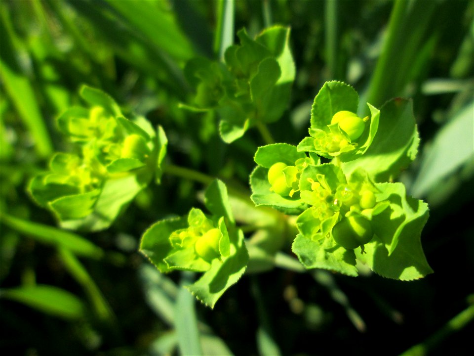 Sonnwend-Wolfsmilch (Euphorbia helioscopia) in den Horststückern im Landschaftsschutzgebiet „Hockenheimer Rheinbogen“