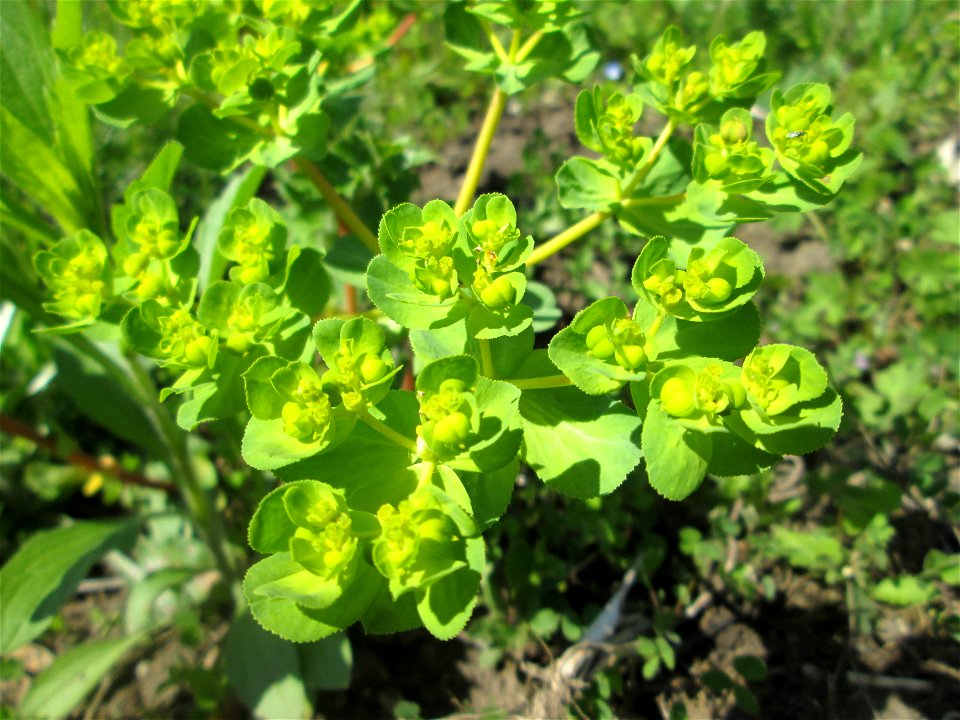 Sonnwend-Wolfsmilch (Euphorbia helioscopia) in den Horststückern im Landschaftsschutzgebiet „Hockenheimer Rheinbogen“