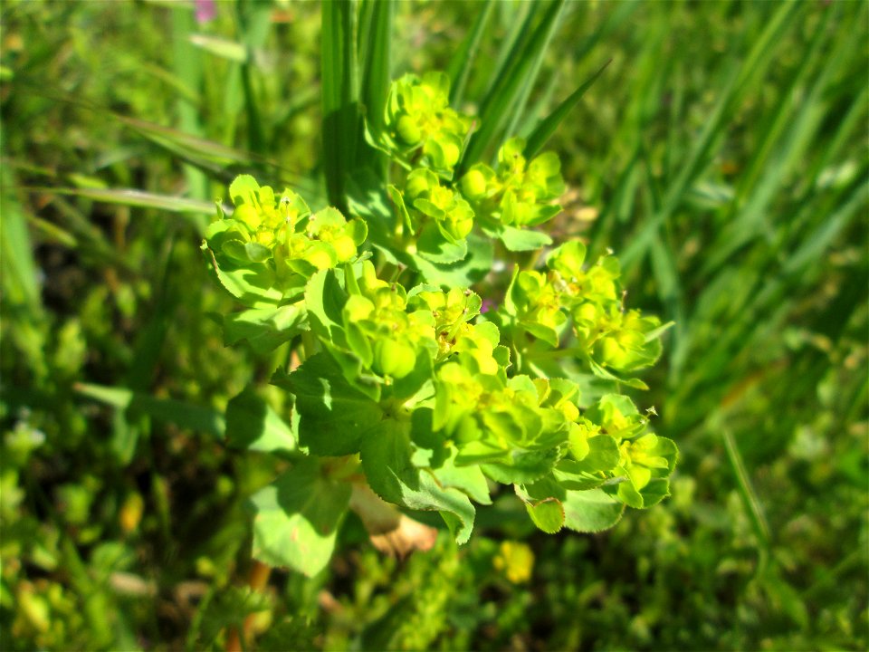 Sonnwend-Wolfsmilch (Euphorbia helioscopia) am Kraichbachdamm im Landschaftsschutzgebiet „Hockenheimer Rheinbogen“