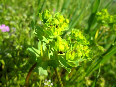 Sonnwend-Wolfsmilch (Euphorbia helioscopia) am Kraichbachdamm im Landschaftsschutzgebiet „Hockenheimer Rheinbogen“