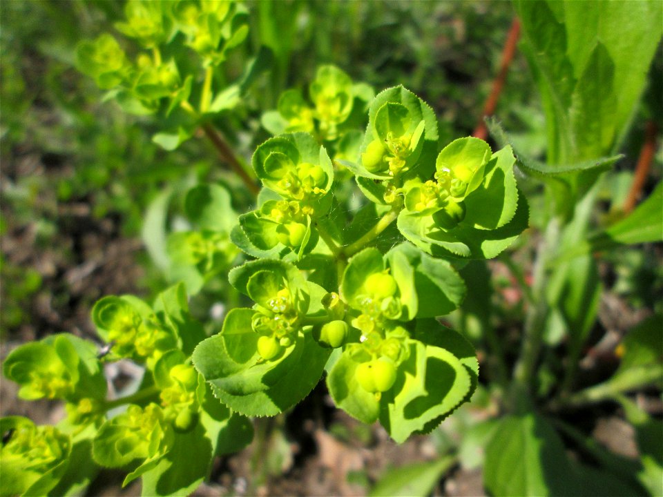 Sonnwend-Wolfsmilch (Euphorbia helioscopia) in den Horststückern im Landschaftsschutzgebiet „Hockenheimer Rheinbogen“