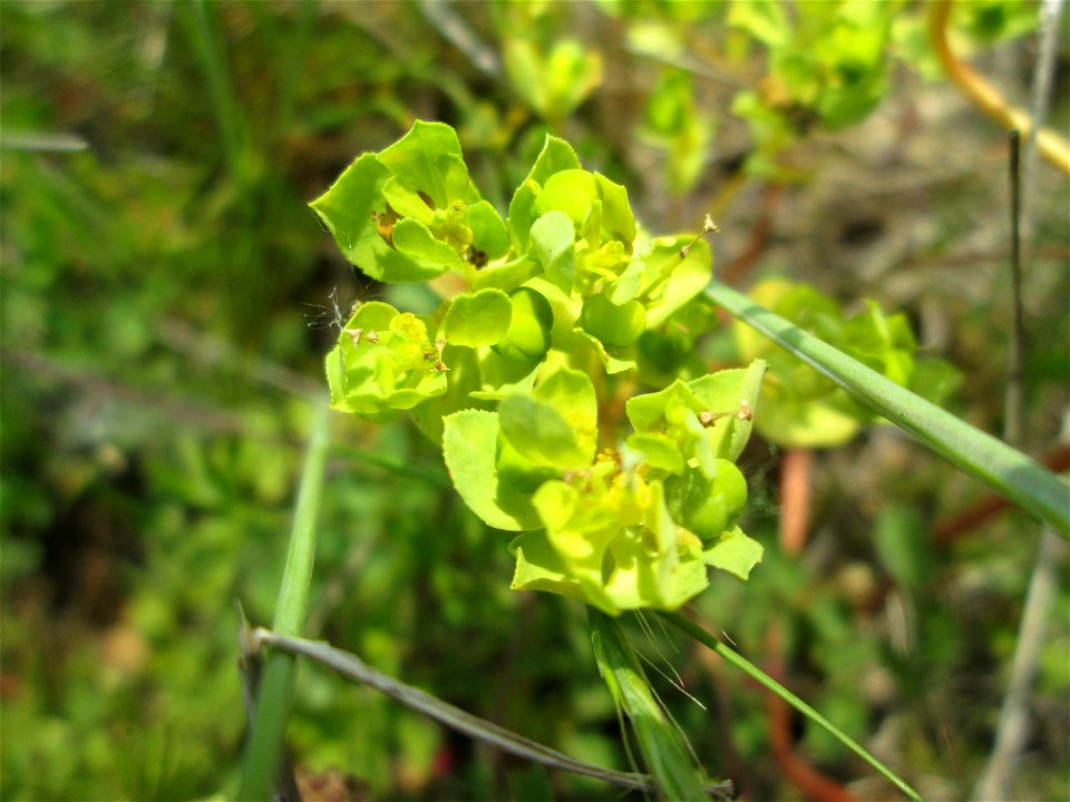 Sonnwend-Wolfsmilch (Euphorbia helioscopia) in den Horststückern im Landschaftsschutzgebiet „Hockenheimer Rheinbogen“
