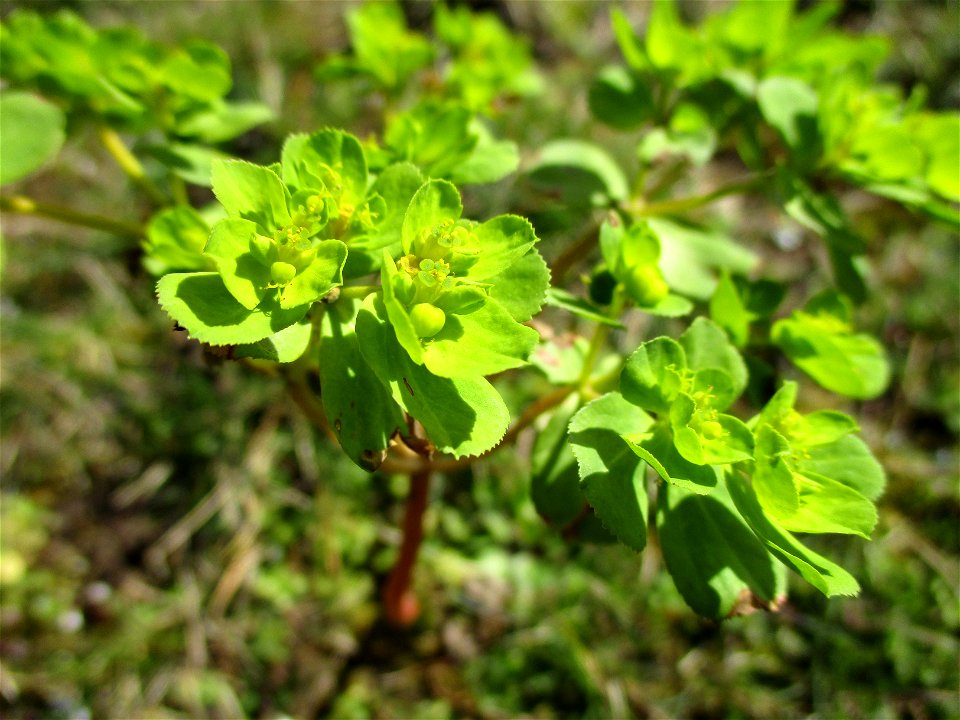 Sonnwend-Wolfsmilch (Euphorbia helioscopia) Saarbrücken
