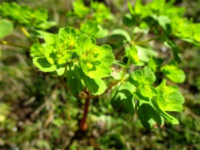 Sonnwend-Wolfsmilch (Euphorbia helioscopia) Saarbrücken