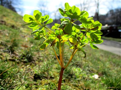 Sonnwend-Wolfsmilch (Euphorbia helioscopia) Saarbrücken