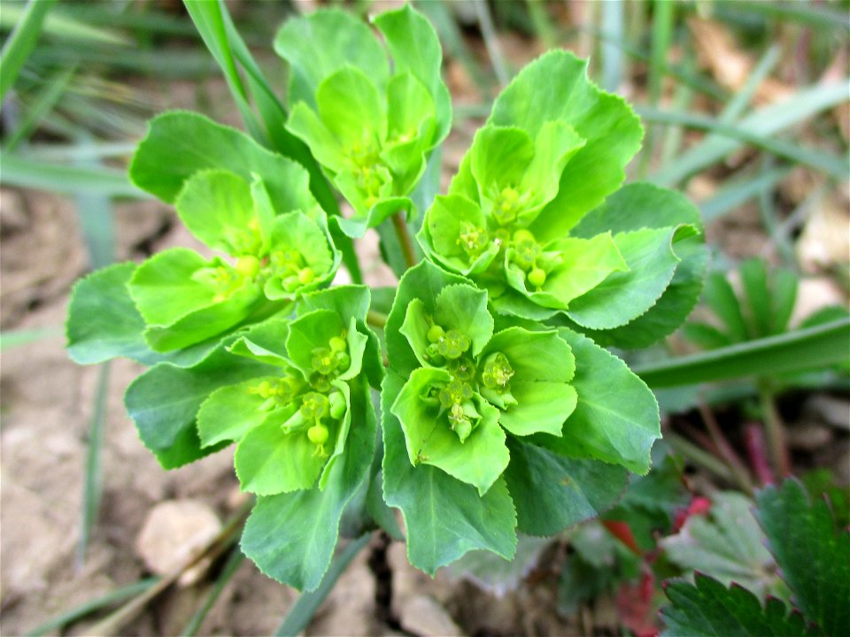 Sonnwend-Wolfsmilch (Euphorbia helioscopia) am Rand vom Naturschutzgebiet „Birzberg, Honigsack/Kappelberghang“