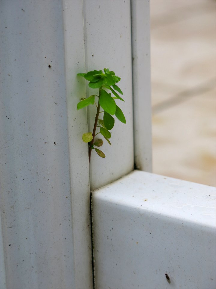 Sun spurge in Capbreton (Landes, France).