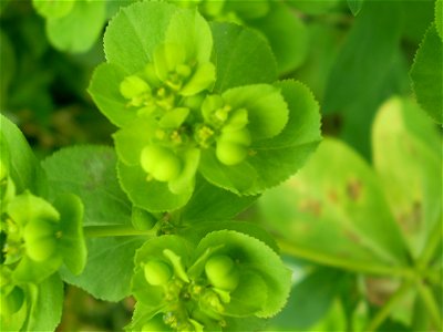 Euphorbia helioscopia