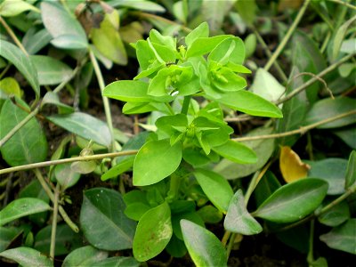 Euphorbia, but  Euphorbia helioscopia