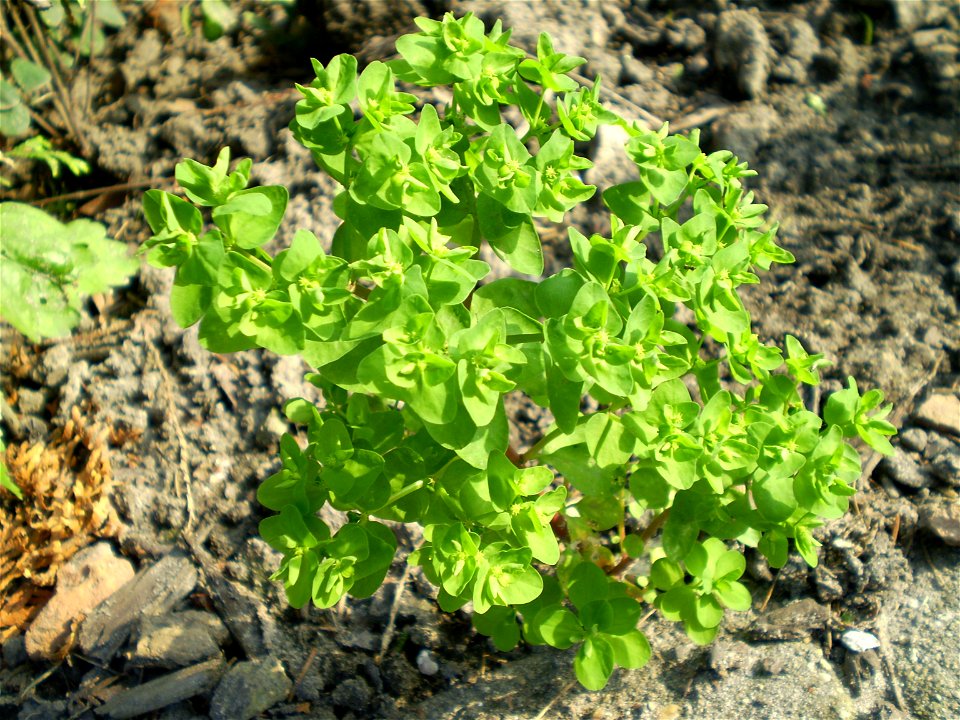 Euphorbia helioscopia