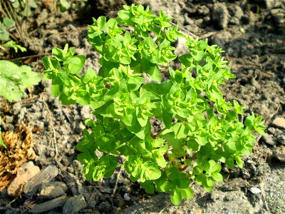 Euphorbia helioscopia