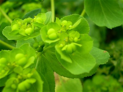 Euphorbia helioscopia