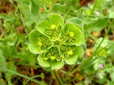 Euphorbia helioscopia (Euphorbiaceae). Rivas Vaciamadrid, Madrid. Spain