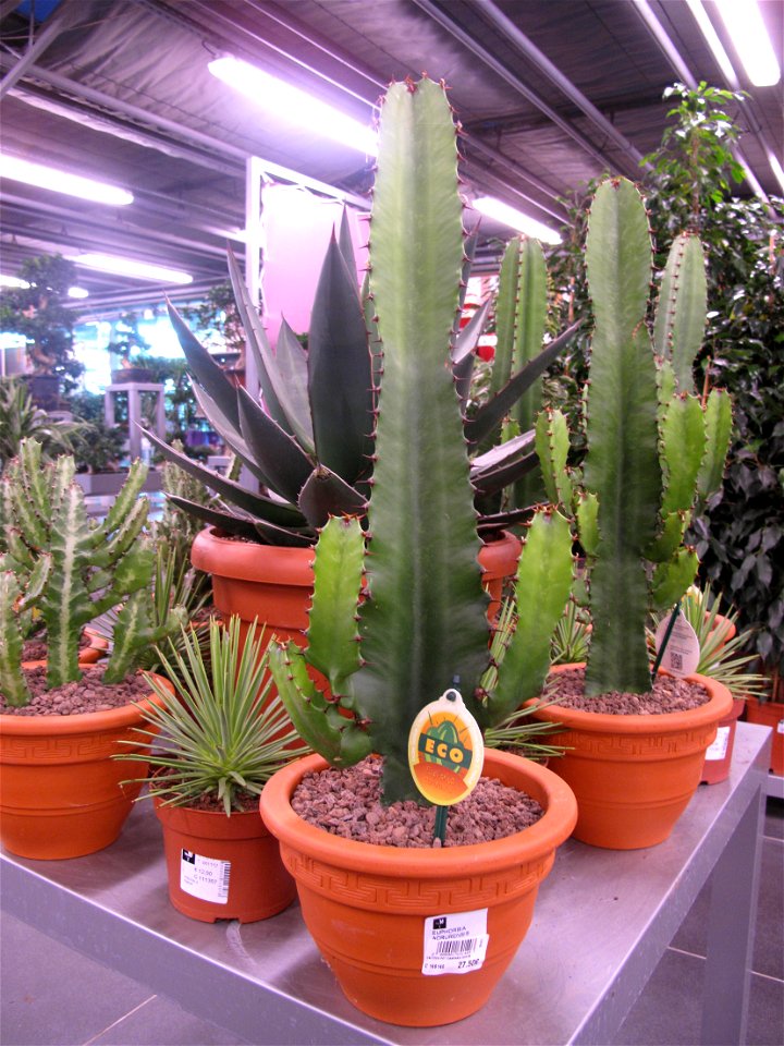Euphorbia acrurensis (syn. E. abyssinica) in a garden centre. Identified by its commercial botanic label.
