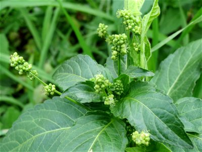 Einjähriges Bingelkraut (Mercurialis annua) in Hockenheim