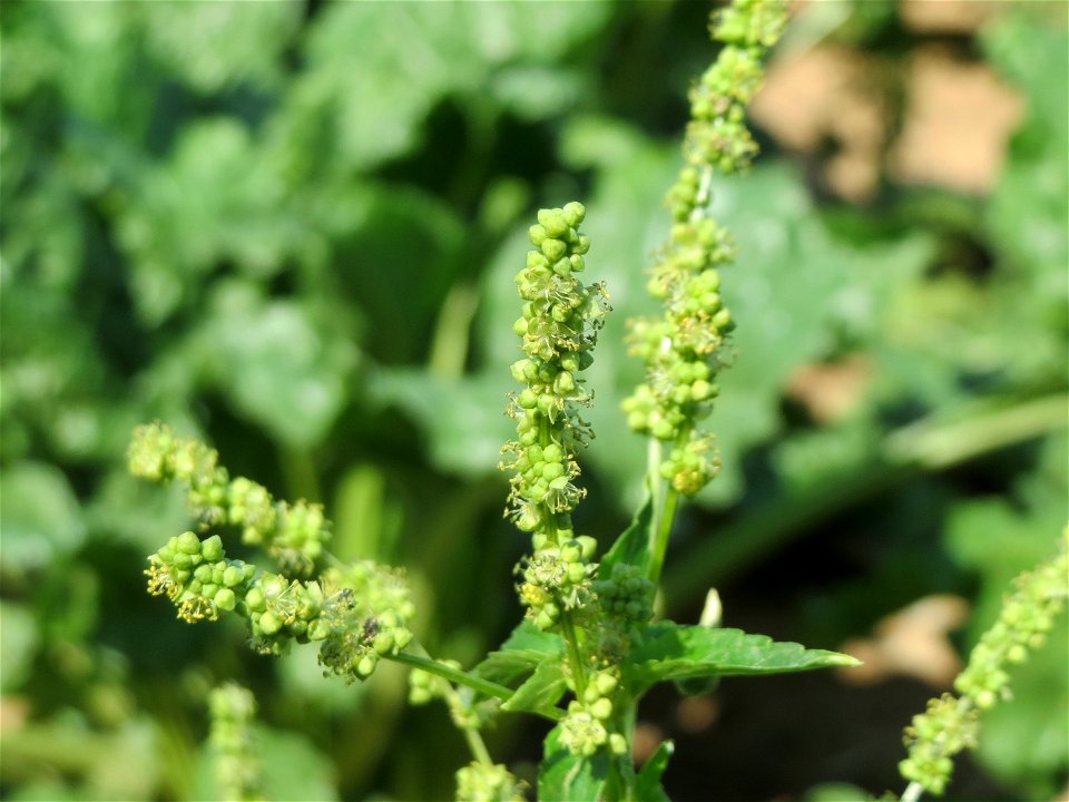 Einjähriges Bingelkraut (Mercurialis annua) bei Wallau