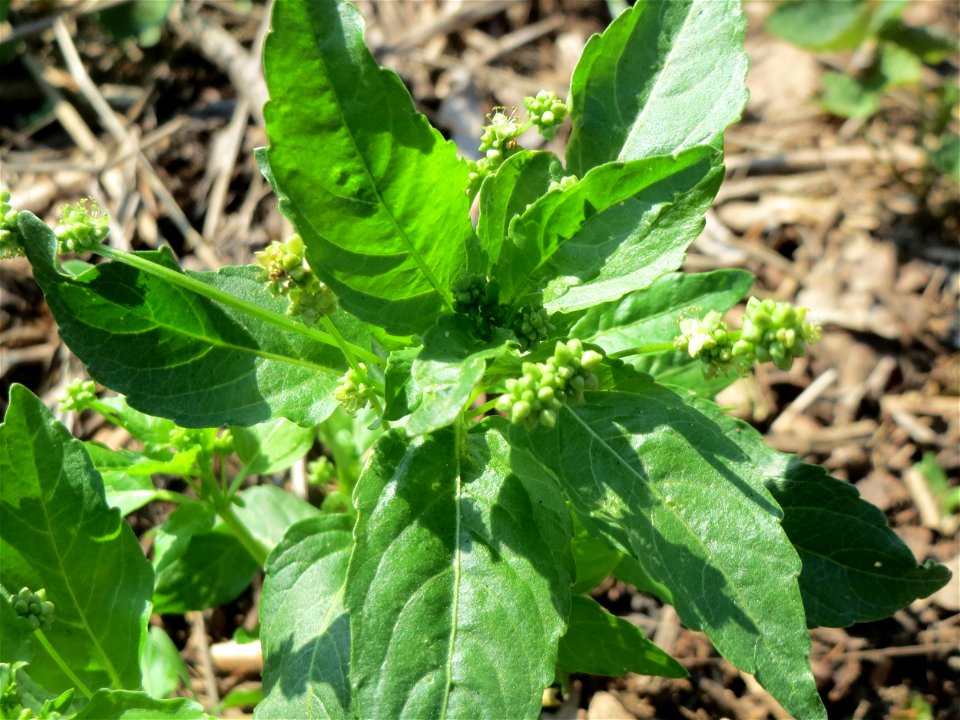 Einjähriges Bingelkraut (Mercurialis annua) in Hockenheim-Talhaus