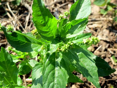 Einjähriges Bingelkraut (Mercurialis annua) in Hockenheim-Talhaus